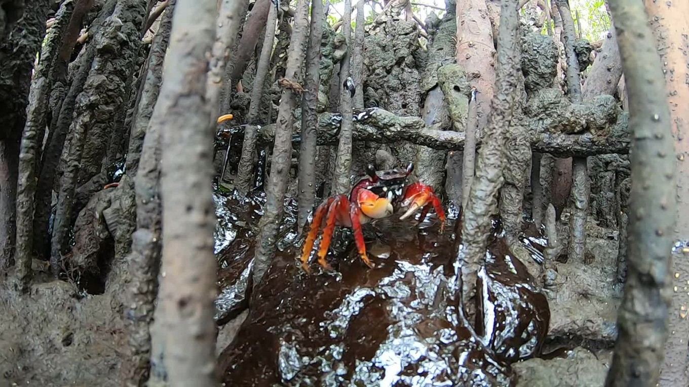 Não existe protocolo, no mundo, de limpeza de óleo no mangue', diz pesquisador que fez imagens das raízes cobertas por óleo no estuário do Rio Massangana, em Pernambuco.